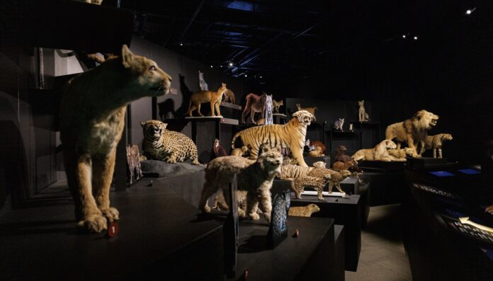 'Cats: Predators to Pets' exhibit opens at Chicago's Field Museum