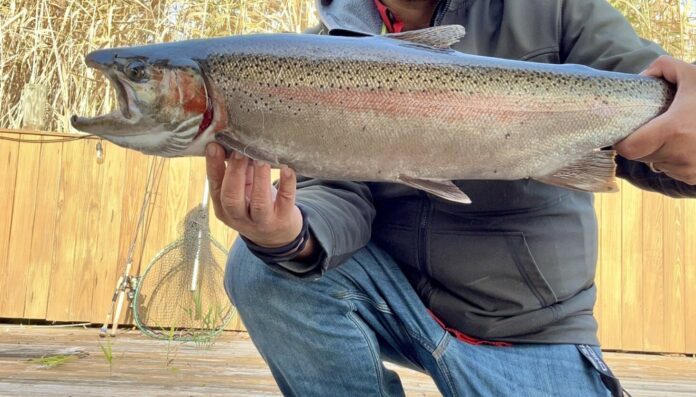 Chicago fishing: Hopes build for lakefront perch and for ice fishing