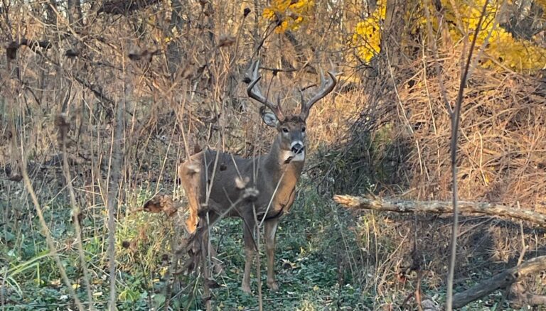 Chicago outdoors: Forest Preserve buck, tree stand falls & Forest Preserves of Cook County acres