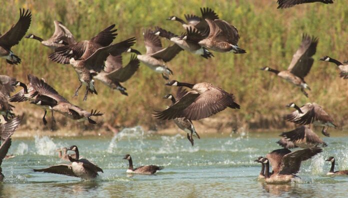 2 dozen geese sickened, killed by lead pellets in suburban parks, authorities say