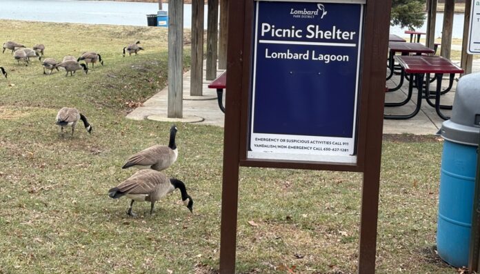 Canada geese die after ingesting lead pellets in DuPage County