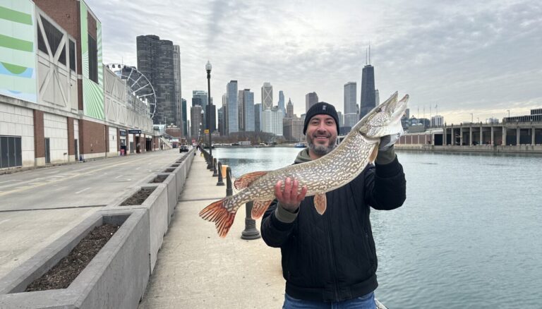 Catching no perch but netting a bonus big pike at Navy Pier