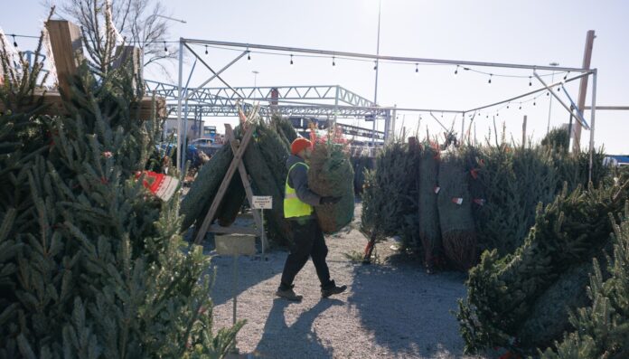 Chicago Christmas tree sales are strong, prices steady