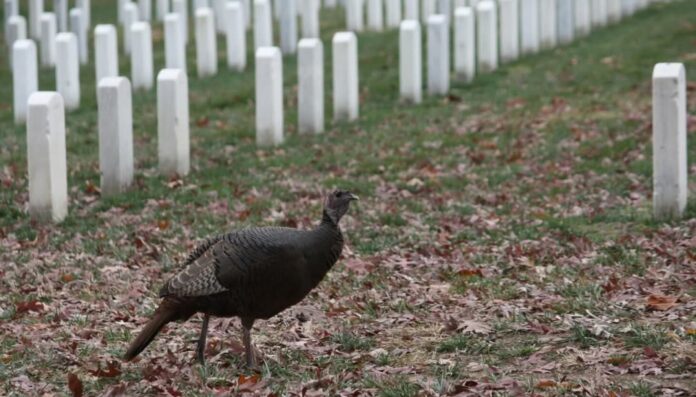 Chicago outdoors: Arlington Cemetery turkey, eagle and sandhills, deer harvest