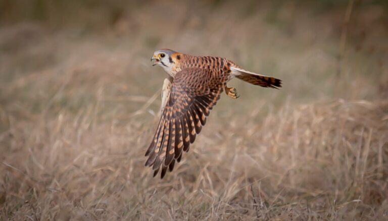 Chicago outdoors: Kestrel feeding frenzy