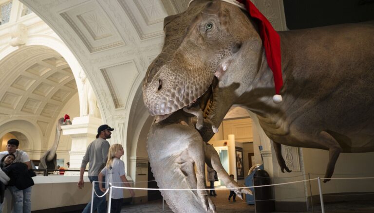 Dinosaurs don Santa hats for the holidays at the Field Museum