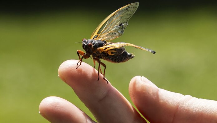 My life on the cicada beat: How we reported on the historic insect emergence in Illinois in 2024