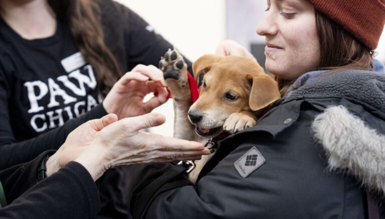 PAWS Chicago’s annual Adopt-a-Thon begins with urgent push to get pets adopted