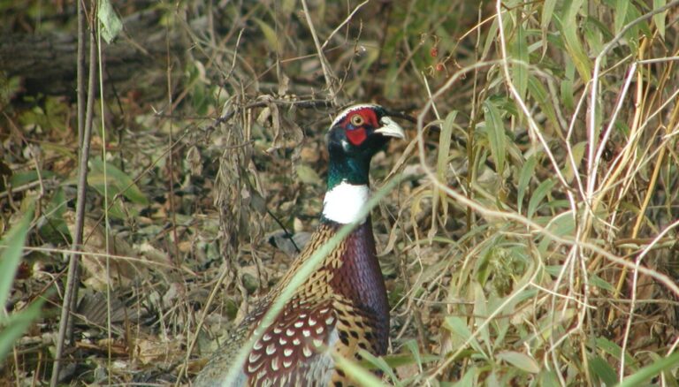 Pheasant die-off leads to drop in northern Illinois permits