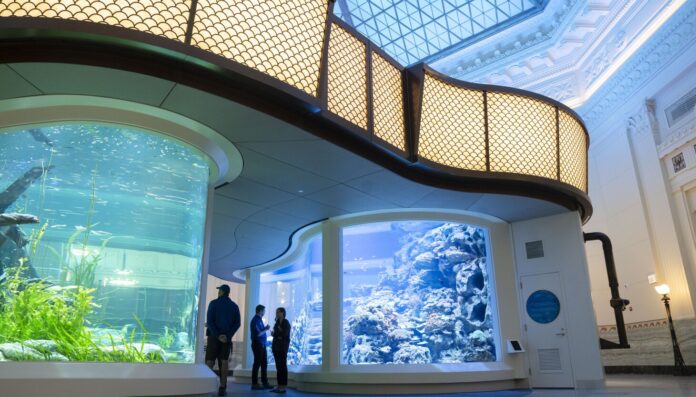 Shedd Aquarium's Caribbean Reef makes way for new centerpiece with twice the tanks