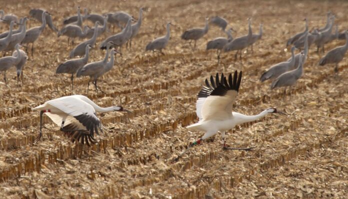 Spotting whoopers at J-P & noting first Illinois Outdoor Excellence Awards winners