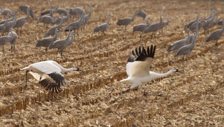 Spotting whoopers at J-P & noting first Illinois Outdoor Excellence Awards winners